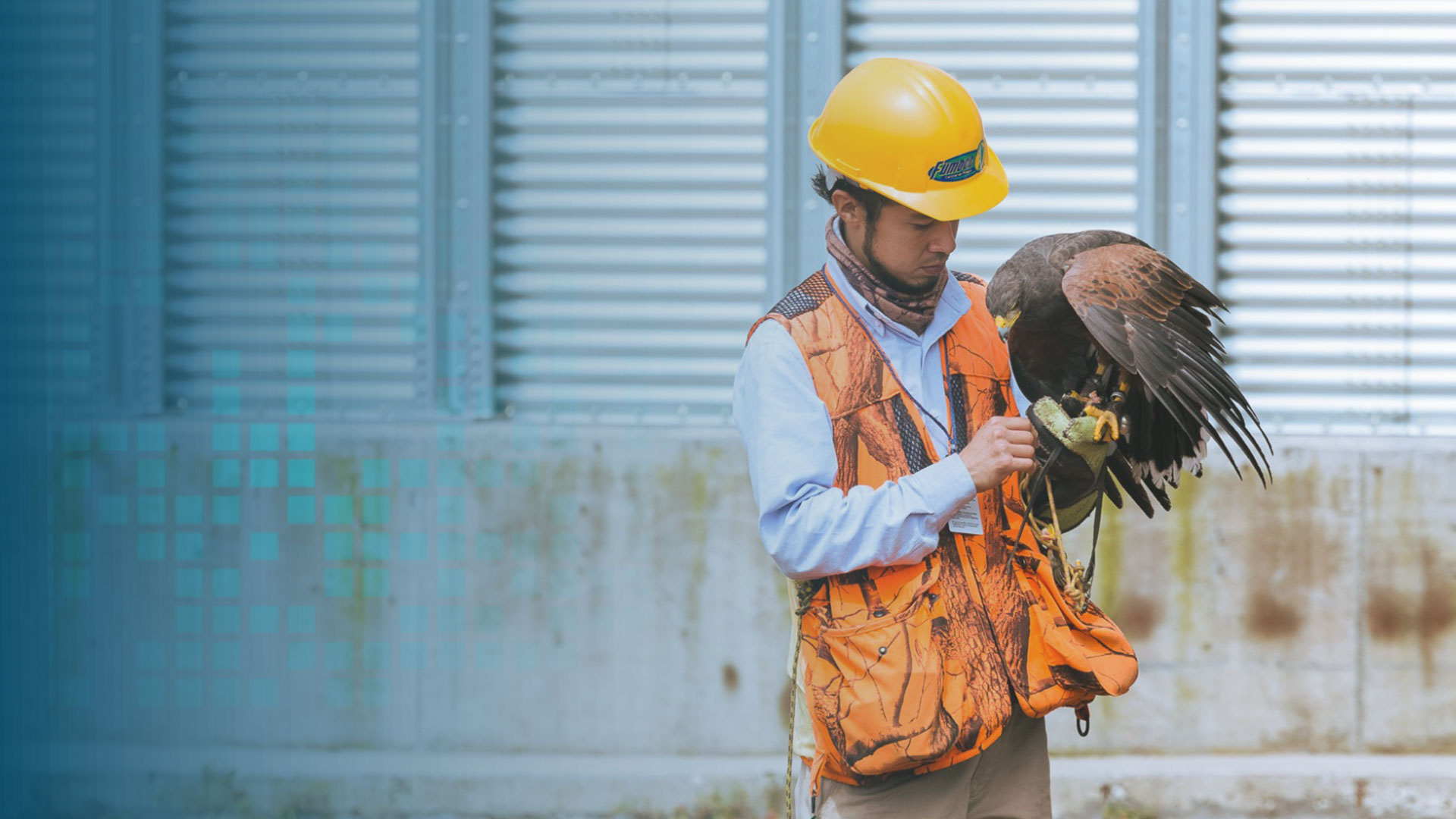 Control de plagas cetrería